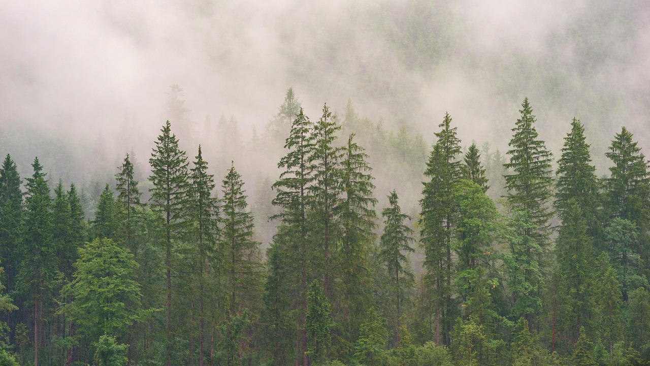 forest, conifers, coniferous forest, fir forest, wood, nature, trees, evergreen, landscape, conifer, fog, jaw, fir tree, clouds, forest, forest, forest, forest, forest, wood, wood, wood, wood